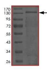 SDS-PAGE - Recombinant Human CDK11B protein (GST tag N-Terminus) (AB177571)