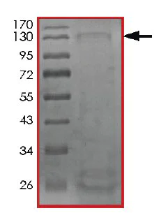 SDS-PAGE - Recombinant Human CDK12 protein (GST tag N-Terminus) (AB204102)