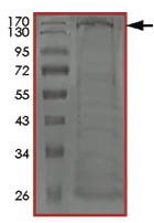 SDS-PAGE - Recombinant Human CDK13 protein (AB204099)