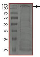 SDS-PAGE - Recombinant Human CDK13 protein (GST tag N-Terminus) (AB204099)
