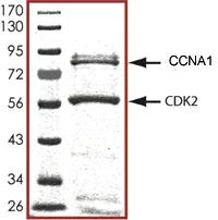 SDS-PAGE - Recombinant human CDK2 + CCNA1 protein (AB105205)
