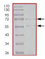 SDS-PAGE - Recombinant human CDK2 + CCNE1 protein (AB85639)