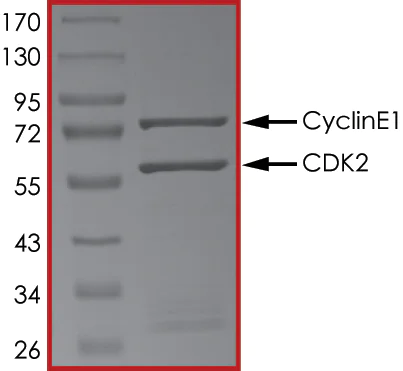 SDS-PAGE - Recombinant human CDK2 + CCNE1 protein (AB85639)