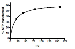 SDS-PAGE - Recombinant human CDK2 + Cyclin A2 protein (AB196060)
