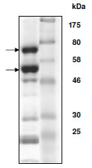 Recombinant human CDK2 + Cyclin A2 protein