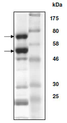 SDS-PAGE - Recombinant human CDK2 + Cyclin A2 protein (AB196060)