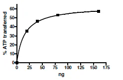 SDS-PAGE - Recombinant human CDK2 + Cyclin A2 protein (His tag N-Term + GST tag N-Term, GST tag N-Term) (AB196060)