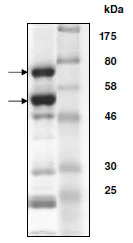 SDS-PAGE - Recombinant human CDK2 + Cyclin A2 protein (His tag N-Term + GST tag N-Term, GST tag N-Term) (AB196060)