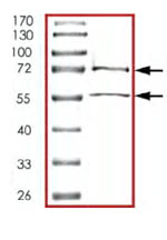 Recombinant Human CDK2 + Cyclin E1 protein