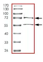 SDS-PAGE - Recombinant Human CDK2 + Cyclin E1 protein (AB85836)