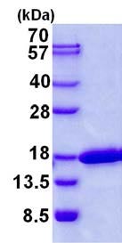 SDS-PAGE - Recombinant Human CDK2AP2 protein (AB139232), expandable thumbnail