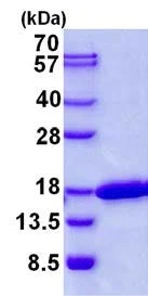 SDS-PAGE - Recombinant Human CDK2AP2 protein (His tag N-Terminus) (AB139232)