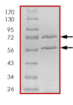 SDS-PAGE - Recombinant human CDK3 + CCNE1 protein (AB85643), expandable thumbnail