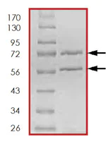 SDS-PAGE - Recombinant human CDK3 + CCNE1 protein (AB85643)