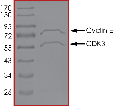 SDS-PAGE - Recombinant human CDK3 + CCNE1 protein (AB85643), expandable thumbnail