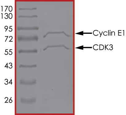 SDS-PAGE - Recombinant human CDK3 + CCNE1 protein (AB85643)