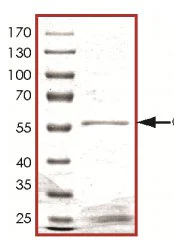 SDS-PAGE - Recombinant Human CDK3 protein (GST tag N-Terminus) (AB126928)