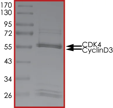 SDS-PAGE - Recombinant human CDK4 + CCND3 protein (AB85646)