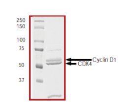 Recombinant human Cdk4 + Cyclin D1 protein
