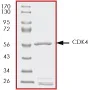SDS-PAGE - Recombinant Human Cdk4 protein (AB56281)