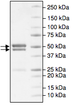 SDS-PAGE - Recombinant human CDK5 + p25 protein (AB196048), expandable thumbnail