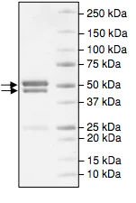 SDS-PAGE - Recombinant human CDK5 + p25 protein (AB196048)