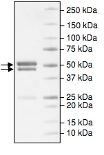 SDS-PAGE - Recombinant human CDK5 + p25 protein (GST tag N-Terminus) (AB196048)