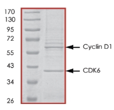 Recombinant human CDK6 + CCND1 protein