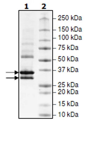 SDS-PAGE - Recombinant human CDK6 + CCND3 protein (Tagged) (AB271462)