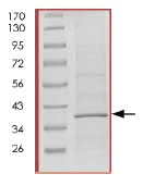SDS-PAGE - Recombinant Human Cdk6 protein (AB84717)