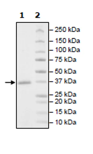 SDS-PAGE - Recombinant Human Cdk6 protein (His tag N-Terminus) (AB271461)