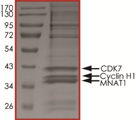 SDS-PAGE - Recombinant human CDK7 + Cyclin H + MNAT1 protein (AB64303)