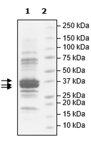 SDS-PAGE - Recombinant human CDK7 + Cyclin H + MNAT1 protein (Tagged) (AB271463)