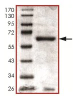 SDS-PAGE - Recombinant Human Cdk7 protein (AB126920)