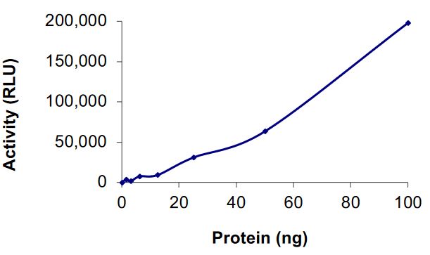 Recombinant human Cdk9 + Cyclin K protein (Active)
