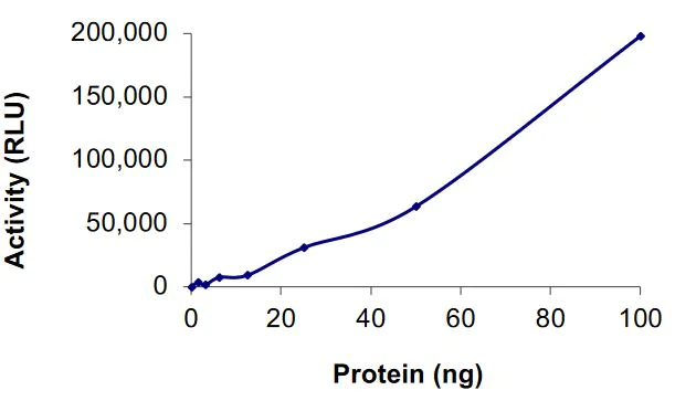 Functional Studies - Recombinant human Cdk9 + Cyclin K protein (Active) (AB268401)