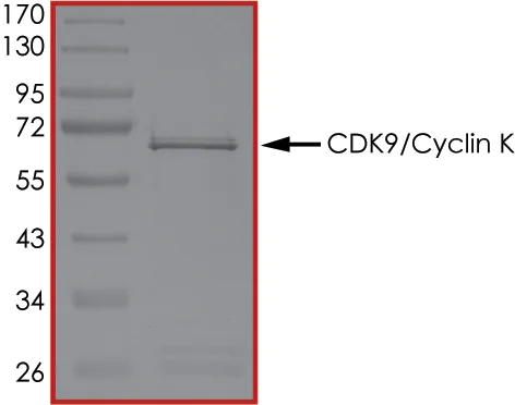 SDS-PAGE - Recombinant human Cdk9 + Cyclin K protein (Active) (AB268401)