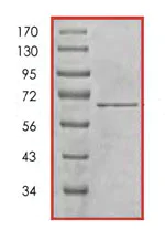 SDS-PAGE - Recombinant Human Cdk9 protein (AB85603)