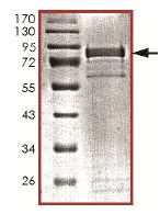 SDS-PAGE - Recombinant Human CDKL5 protein (AB131695)