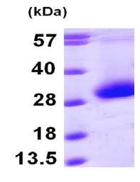 SDS-PAGE - Recombinant Human CDKN3 protein (AB101667)