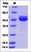 SDS-PAGE - Recombinant Human CDNF protein (Fc Chimera) (AB276682)