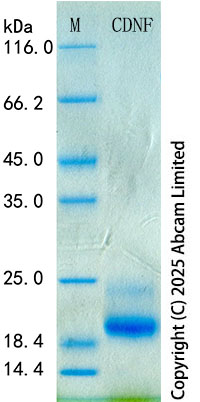 SDS-PAGE - Recombinant Human CDNF Protein Standard (His tag) (AB323824), expandable thumbnail