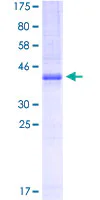 SDS-PAGE - Recombinant Human CDS1 protein (GST tag N-Terminus) (AB116840)