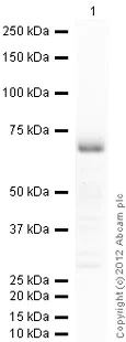 Western blot - Recombinant Human CDX2 protein (GST tag N-Terminus) (AB114247)