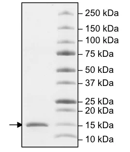 SDS-PAGE - Recombinant Human CDY1 protein (His tag N-Terminus) (AB198453)