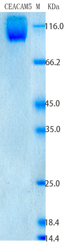 SDS-PAGE - Recombinant Human CEA Protein Standard (His tag) (AB316564), expandable thumbnail