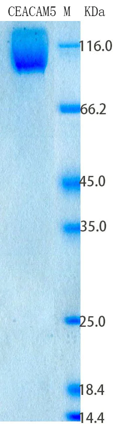 SDS-PAGE - Recombinant Human CEA Protein Standard (His tag) (AB316564)