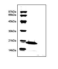SDS-PAGE - Recombinant Human CEACAM1 protein (AB96021)