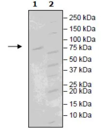 SDS-PAGE - Recombinant Human CEACAM1 protein (Avi tag C-Terminus + His tag C-Terminus) (AB271465)