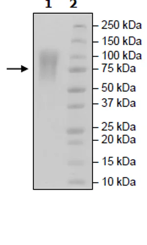 SDS-PAGE - Recombinant Human CEACAM1 protein (Biotin) (Avi tag C-Terminus + His tag C-Terminus) (AB271466)